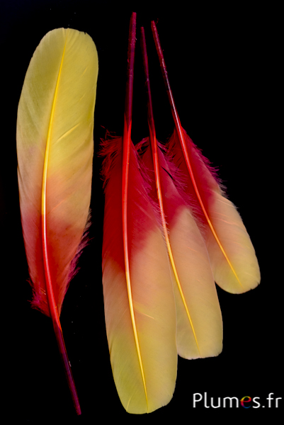 Cygne Soie - 25-30 cm - rouge-jaune